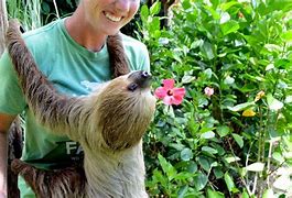 hold sloths near me,Seres adoráveis e lentos
