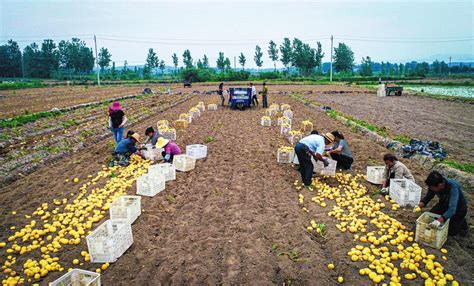 农民采收土豆忙-随州市人民政府门户网站
