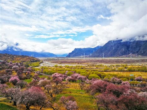 2019年三月西藏林芝桃花节旅游攻略|桃花沟|雅鲁藏布大峡谷|林芝桃花节_新浪新闻