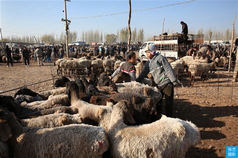 跟着记者探访喀什牛羊大巴扎 感受最热闹的牛羊交易场景_腾讯视频