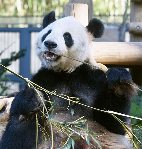 东京上野动物园为大熊猫繁殖做准备 或采取人工授精_新浪新闻