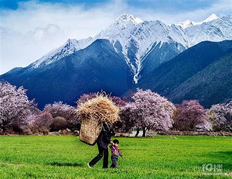 西藏小江南，林芝桃花第一村，欣赏绵延数百公里的桃花