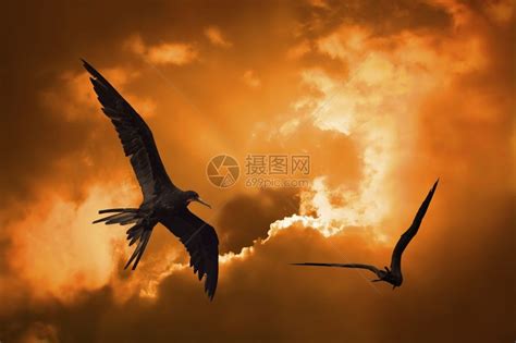 海鸥鸟晚上在和平的蓝天中飞翔在BangkoThailnd附近的萨特普罗卡恩高清图片下载-正版图片303608221-摄图网