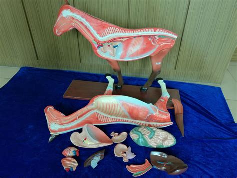 马匹解剖学基础特征 | 中国动物保健·官网