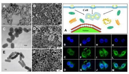 水凝胶 纳米医学 生物纳米材料 北科纳米 纳米递送系统 纳米酶 纳米微球