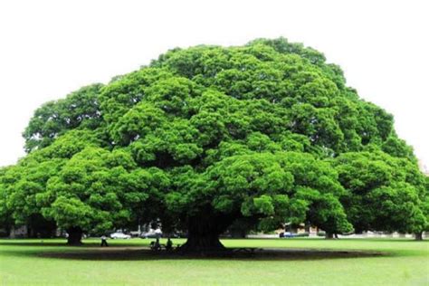家里不可以种的树有哪些？家里不能种的十种树(2)_巴拉排行榜