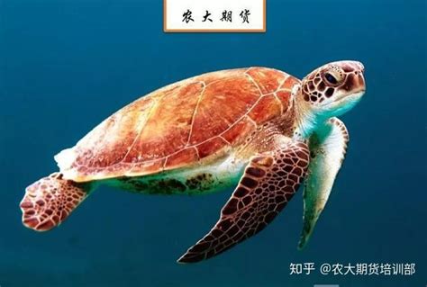 海龟交易法则图册_360百科