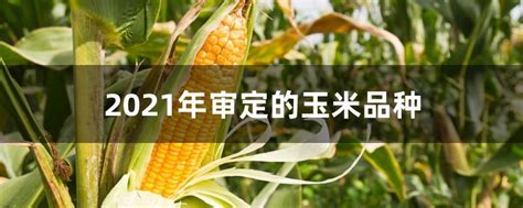 玉米品种适合山东种植 - 运富春