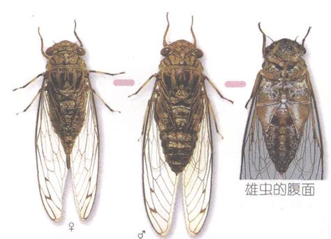 寒蝉Meimuna opalifera -上海白蚁防治中心|上海杀虫公司|上海灭鼠公司|上海除蟑螂公司|上海消杀公司|上海除四害公司