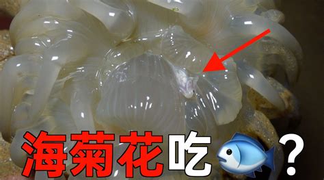 你见过的海葵可以食用吗？