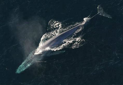 蓝鲸濒临灭绝了吗 蓝鲸为什么会濒临灭绝_法库传媒网
