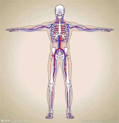 人体解剖设计图__医疗保健_生活百科_设计图库_昵图网nipic.com
