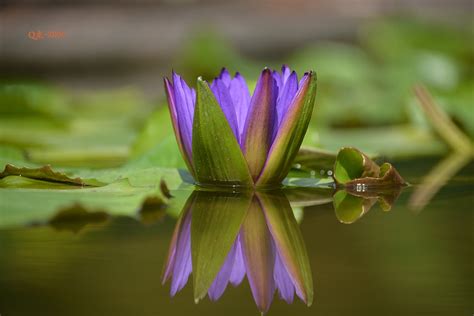 夏天的味道》---“紫莲”花语摄影图片】生态摄影_太平洋电脑网摄影部落