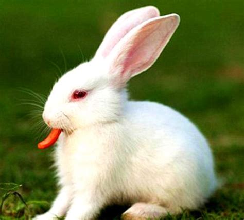 科学网—我家“懂事”的宠物兔 - 胡泽春的博文