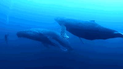 最孤独的鲸鱼_晚安,最孤独的鲸和孤独的你 化身孤岛的鲸(3)_中国排行网
