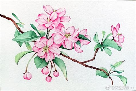 海棠花卡通图片