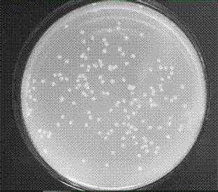 一株地衣芽孢杆菌菌株及其在抑制细菌性病原菌中的应用的制作方法