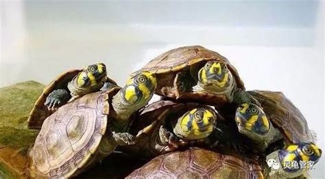 巴西龟怎么养？3分钟就能学会的超实用巴西龟饲养知识 - 知乎