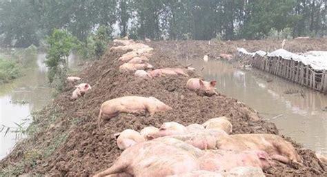 安徽老人目睹养猪场被冲垮痛哭：部分猪被人捞走不愿归还