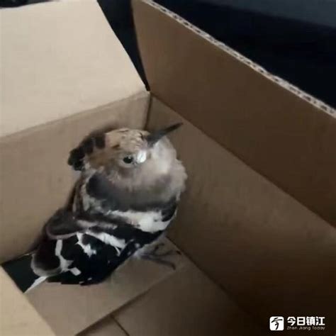 警民联手救助的小鸟，竟是国家二级保护动物_今日镇江