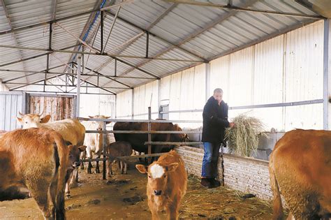 养牛的朋友进来看看，新建的牛棚，欢迎大家点评！_缴费_农村_合作医疗