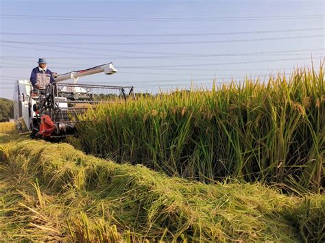南农水稻栽培再创高产记录