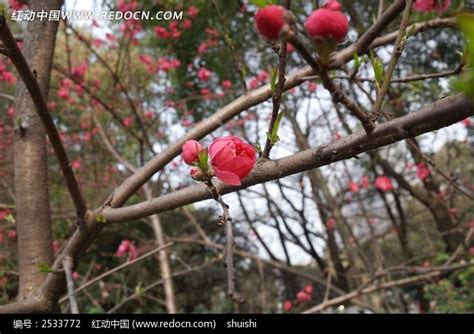 含苞待放的桃花花苞摄影jpg格式图片下载_熊猫办公