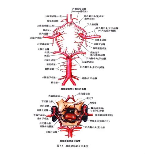 大脑后动脉的分段图解