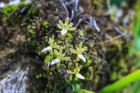 泰国森林中的野生兰花植物高清图片下载-正版图片307022757-摄图网