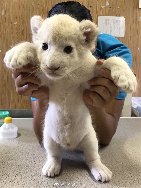 福岛二本松市的东北野生动物园上个月刚出生的白虎宝宝