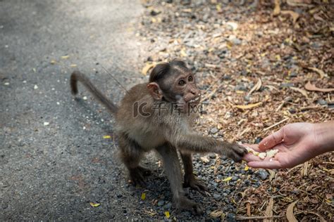女士们给猴子喂食高清摄影大图-千库网