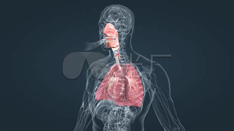 人类肺的三维动画高清图片下载-正版图片300001745-摄图网