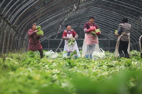 四川宜宾：蔬菜基地收菜忙-人民图片网