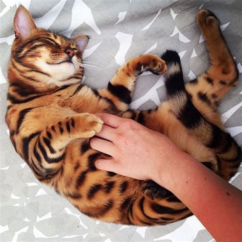 虎皮猫图片