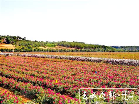 贵州黔西：花卉基地采花忙_种植