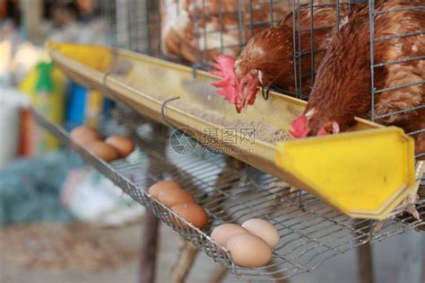 在农场里吃鸡肉的养鸡场鸡在笼子下面的盘子高清图片下载-正版图片504196669-摄图网