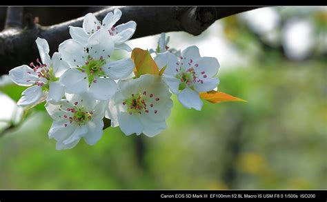 故宫承乾宫的这一树梨花开的好繁盛。