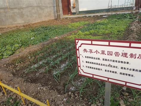 开化县华埠镇“线上+线下”打造“一米菜园”——浙江在线