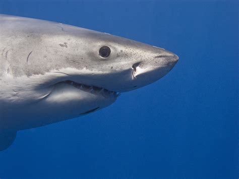 Portrait Weißer Hai Foto & Bild | tiere, wildlife, fische Bilder auf ...