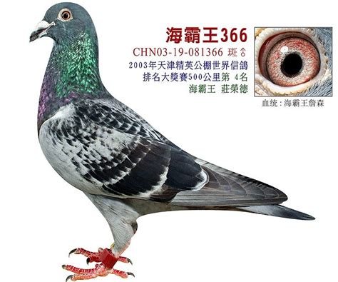 以正视听：“李鸟”品系的形成概况(图)-信鸽园地-中国信鸽信息网