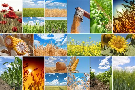 关于农业的图片拼贴高清图片下载-正版图片503340233-摄图网