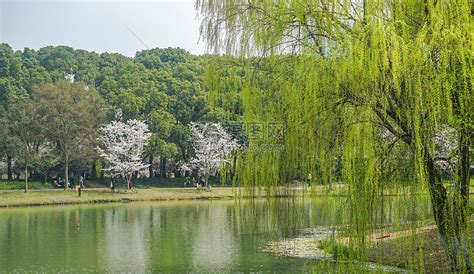 在阳光明媚的秋天在城市公园池塘岸上的黄柳树高清图片下载-正版图片307298505-摄图网