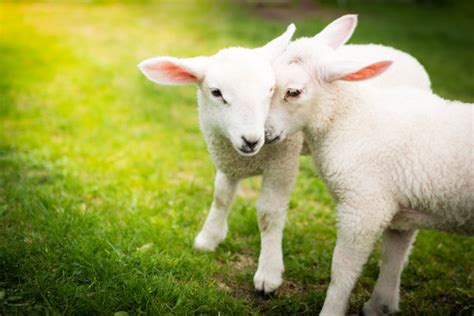 卧在草地上的小羊羔摄影高清图片 - 三原图库