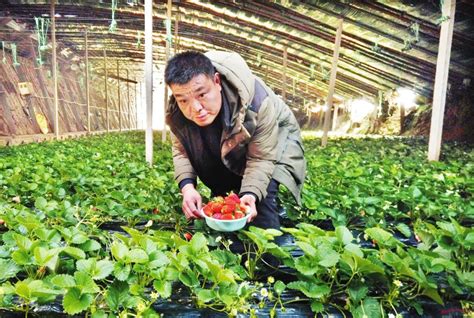 五寨右所村草莓种植专业合作社大棚-忻州在线 忻州新闻 忻州日报网 忻州新闻网