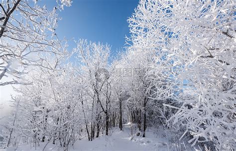 东北的冬天高清图片下载-正版图片500770127-摄图网