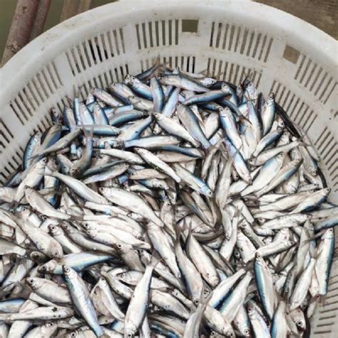国家特色淡水鱼产业技术体系专家组赴河南开展工作交流和产业调研活动-中国水产科学研究院