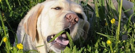 狗吃草的原因是什么-百度经验