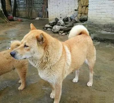 中国大黄狗，称霸澳洲，并且无法被驯化，听不懂英语？|大黄狗|澳洲野狗|澳洲_新浪新闻