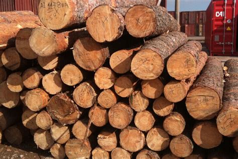 【进口知识·木材篇】世界各地进口木材的主要品种有哪些？进口干货知识分享 - 知乎