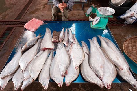 来自Pakse市场湄公河的大淡水鱼高清图片下载-正版图片506193323-摄图网